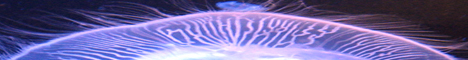 Life is glowing with iridesence