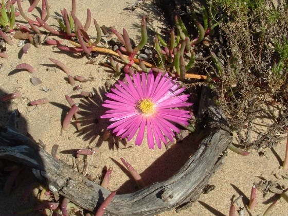 BenJanaCostaRica/Sandblometjie.jpg