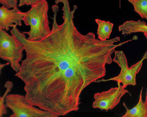 Just like in space, this is the flowering of Life.