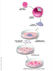 Culture of stem cells