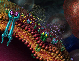 Cell Structures Growth Factor Receptors