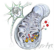 mitochondria and free radicals