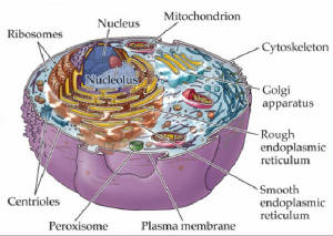 Have a real close look at the Cell Structures for aplication in our IDREA.