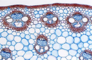 Cell Structures corn stem cell section