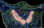 Cell Structures leaf section