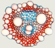 Cell Structures plant cell