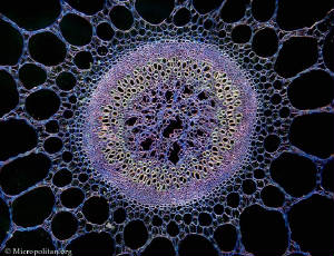 Cell Structures plantcells hippures vulgaris