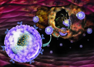 Nanoparticulas markando celulas de cancer