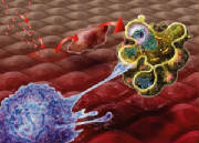 Unhealthy cell undergoing apoptosis about to be cleaned up by a macrophage