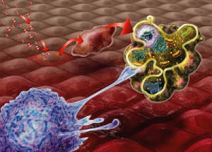 Unhealthy cell undergoing apoptosis about to be cleaned up y a macrophage