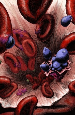 Cell Structures Malaria invasion