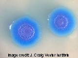 Mycoplasma genitalium cell is Blue