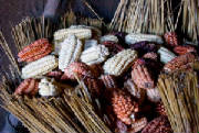 Real Andean corn or known here locally as "Ditsú"