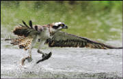 If you have to kill, be like a Eagle do not let your prey suffer.