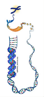 Dna Research DNA Topogr