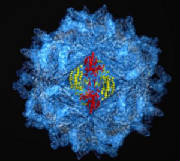5-million-atoms-in-viral-coat