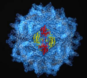 Un Virus con Capa protectora de 5millones de atomos