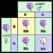 Mendel flower Experiments