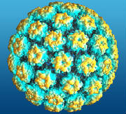 Dna Research Papillomavirus Molecule