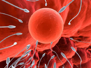 Click - The Survival of the fitest is key to evolution.