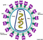 Workings of hiv1 Retro Virus