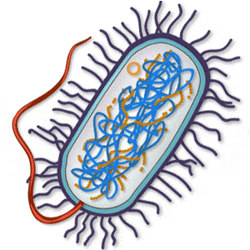 Dna Research bacteria CS328
