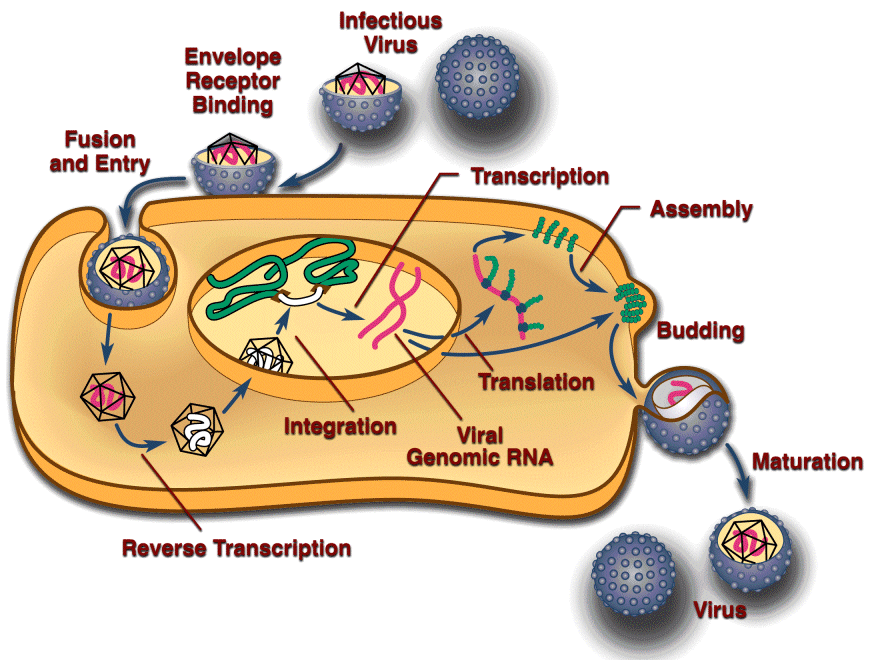 Retroviral lifecycle