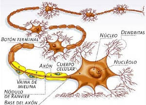 Nuerona the key to comunication