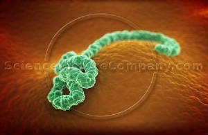 El Virus del Ebola tambien es una Creacion del Doble Helice