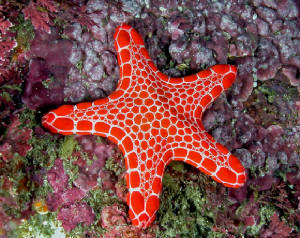 Biscuit star with his Aura of Life