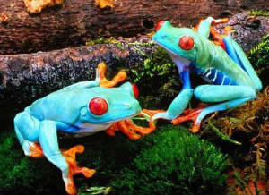 Tropical Rainforest red eyed Frog