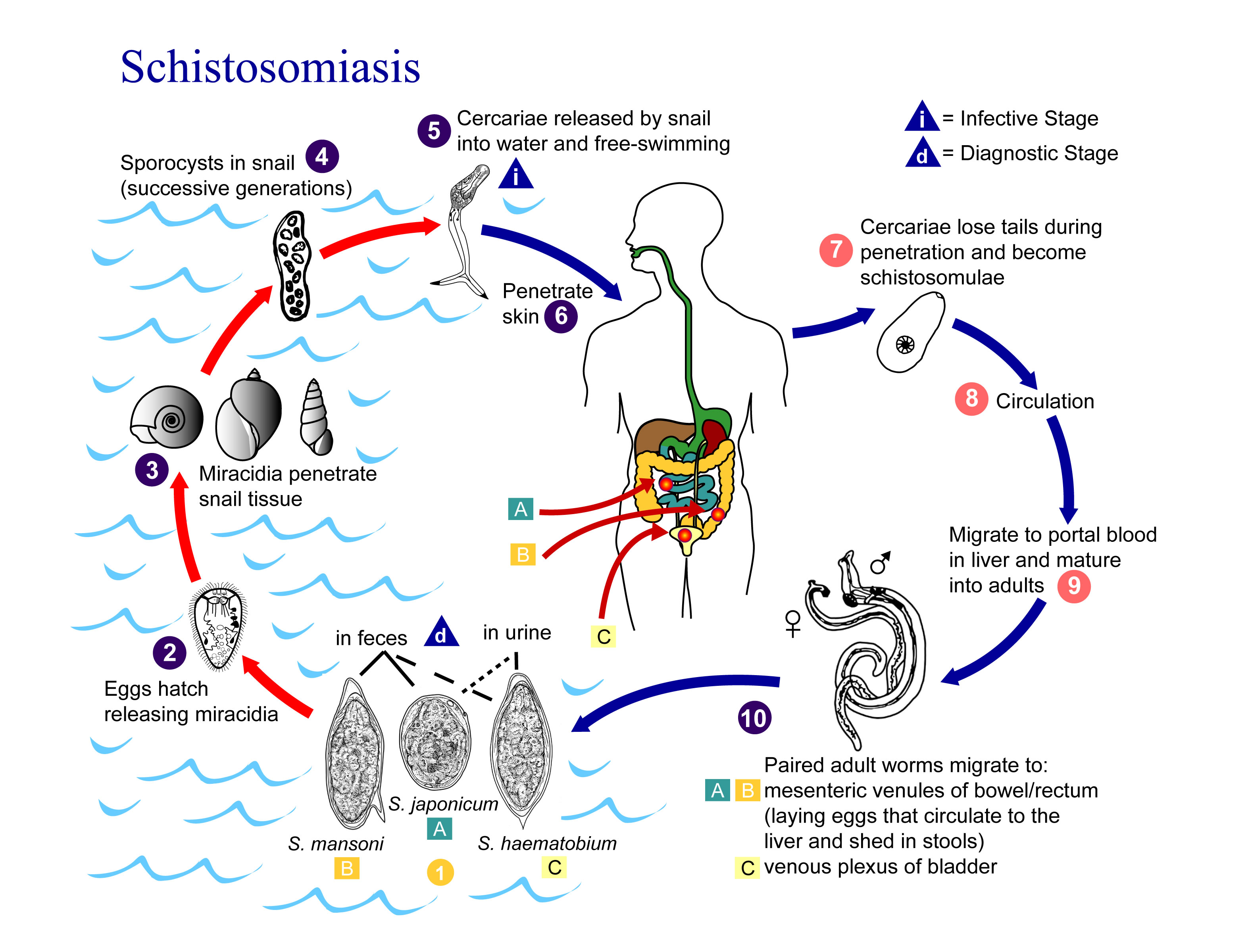 Click for large - Schitosomiasis a waterborn crobe