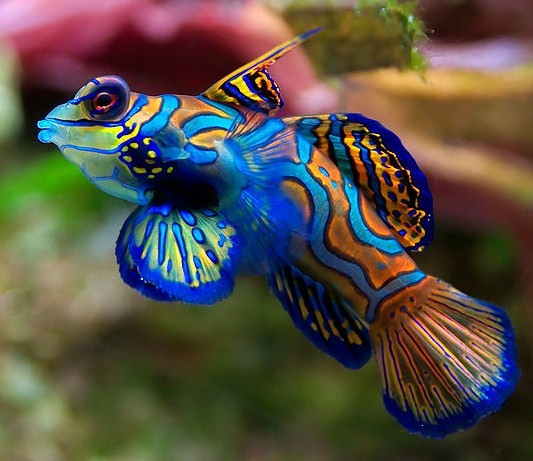 Synchiropus splendidus adevina que estas pensando.