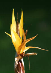 Ander Foto van Tian