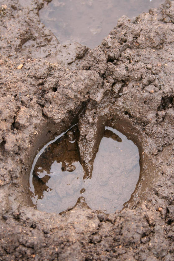 Hendrik Buffel Spoor
