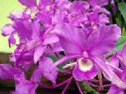 National Flower of Costa Rica.