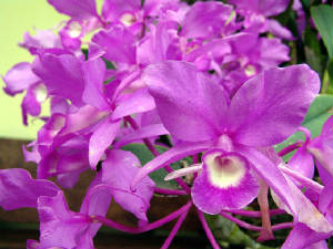 Click para GRANDE - Flor Nacional la Guaria Morada