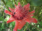 Baston-del-Emperador