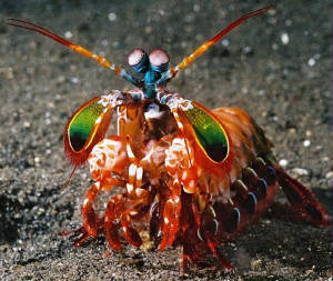 mantis shrimp