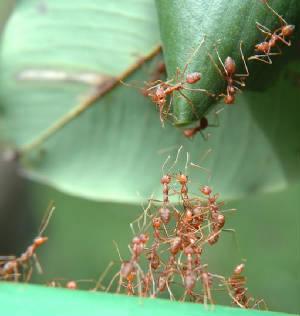 intelligence and team work or is it Instinct ???