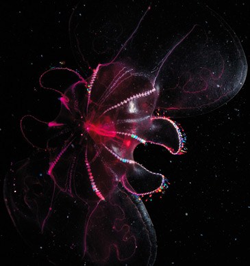 Transparent and iridescent LIFE, Etheric Auras of living creatures