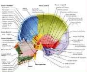 Cranial bone structure