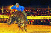 Bull riding and clowning with the bull