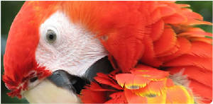 Tropical Red Makaw The top of the Dino fam.
