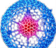 Logo IDREA Diatom Life Structure