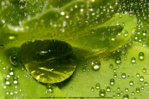 Precious cristal clear Water, Yet every drop is a microcosm