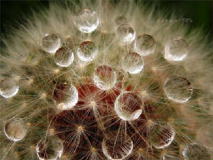 Waterdrops - The Magic of the water world.