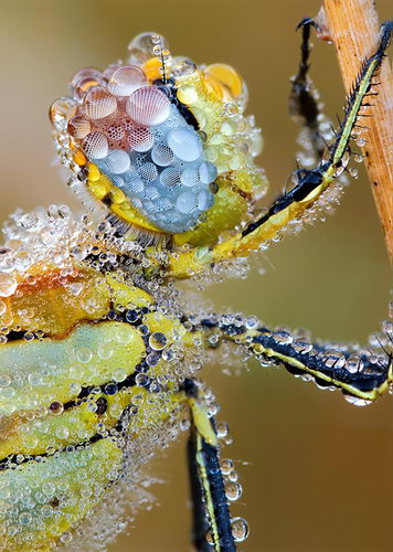 Maravilla de colores en Agua
