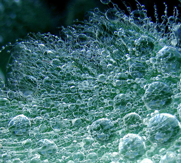 Una hoja peludo con agua de neblina