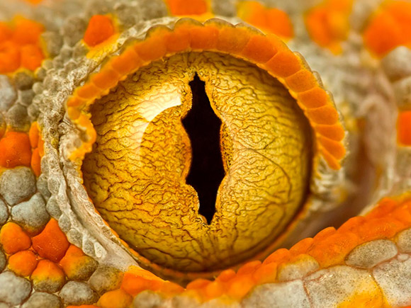 Tokay Gecko